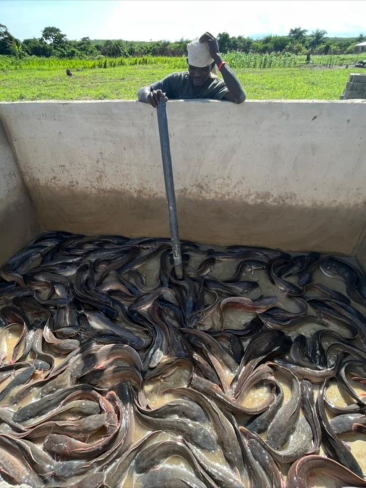 Image of Fish Farming on a screen