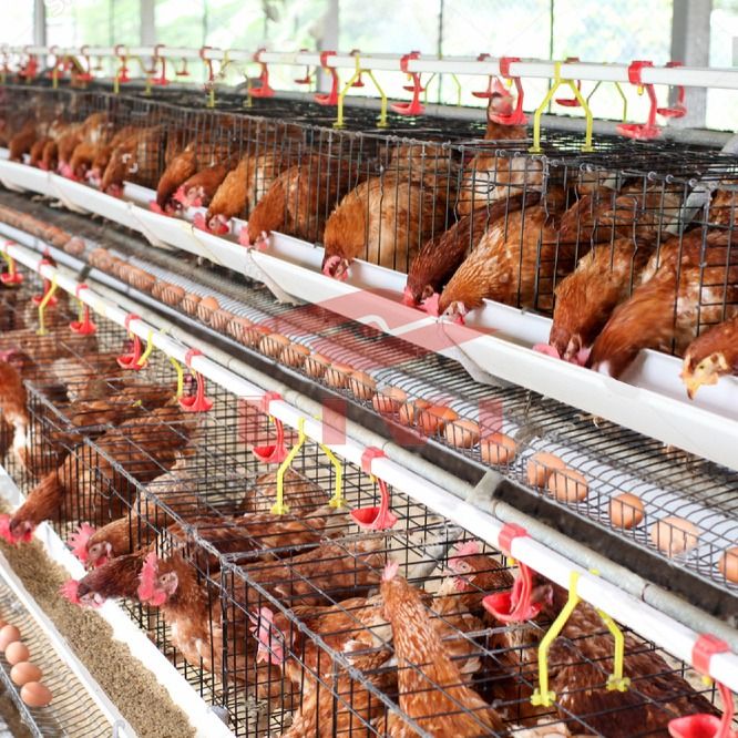 Image of Poultry farming on a screen